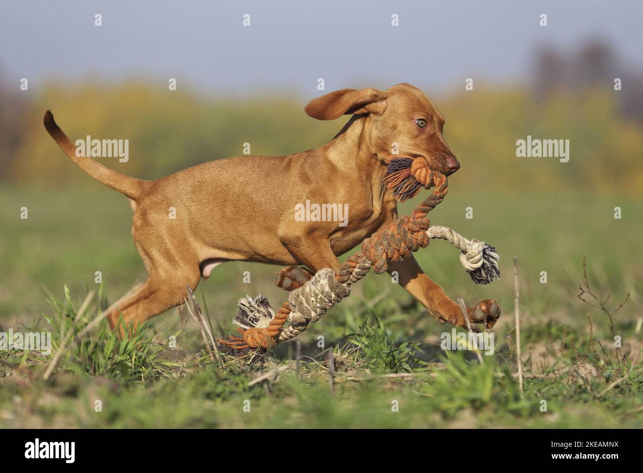 Magyar vizsla puppy playing hi-res stock photography and images - Alamy