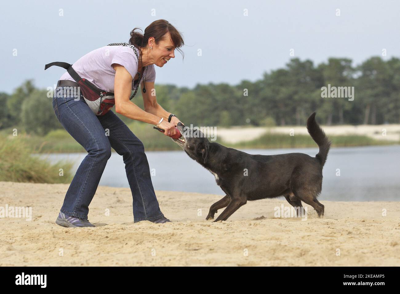 woman with Labrador-Retriever-German-Shepherd-Mongrel Stock Photo