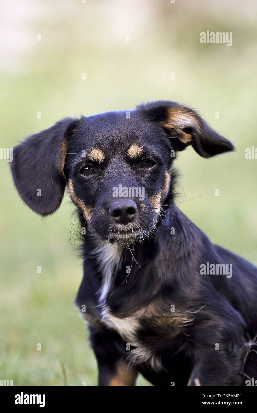Dachshund-Mongrel Puppy Stock Photo
