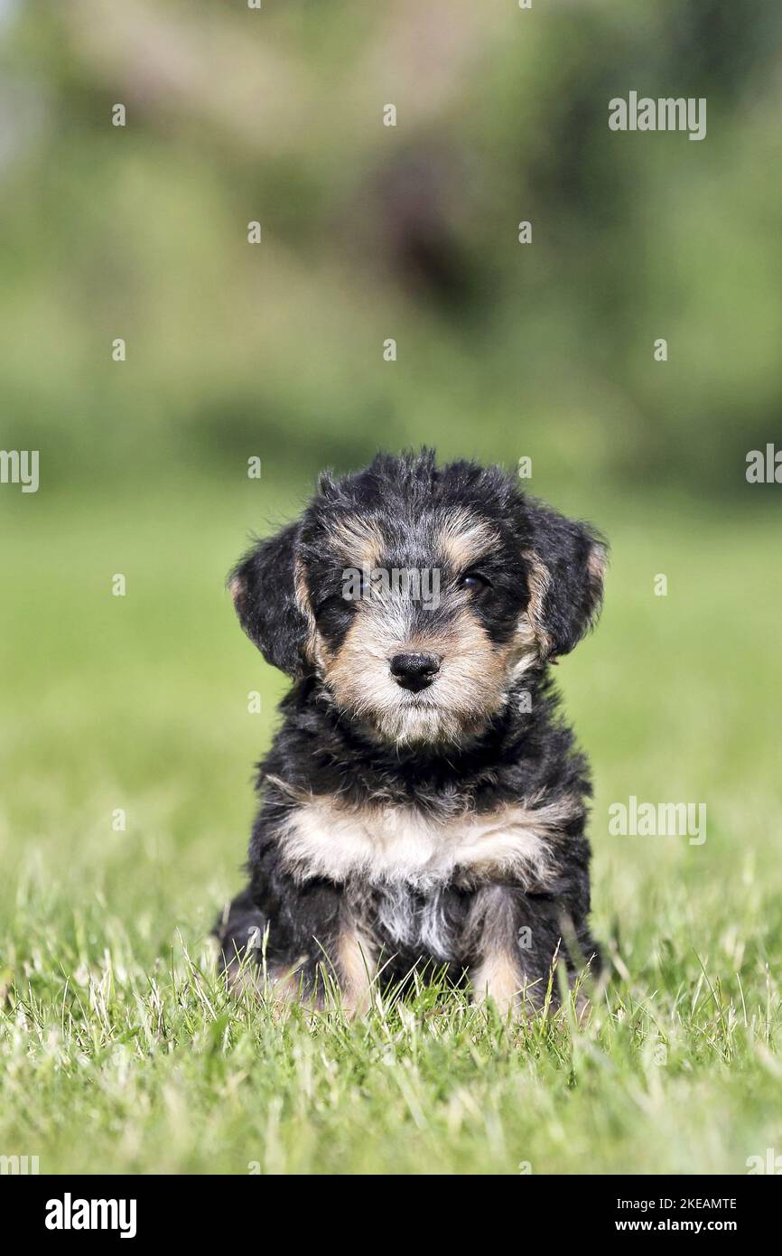 sitting Dachshund-Mongrel Puppy Stock Photo