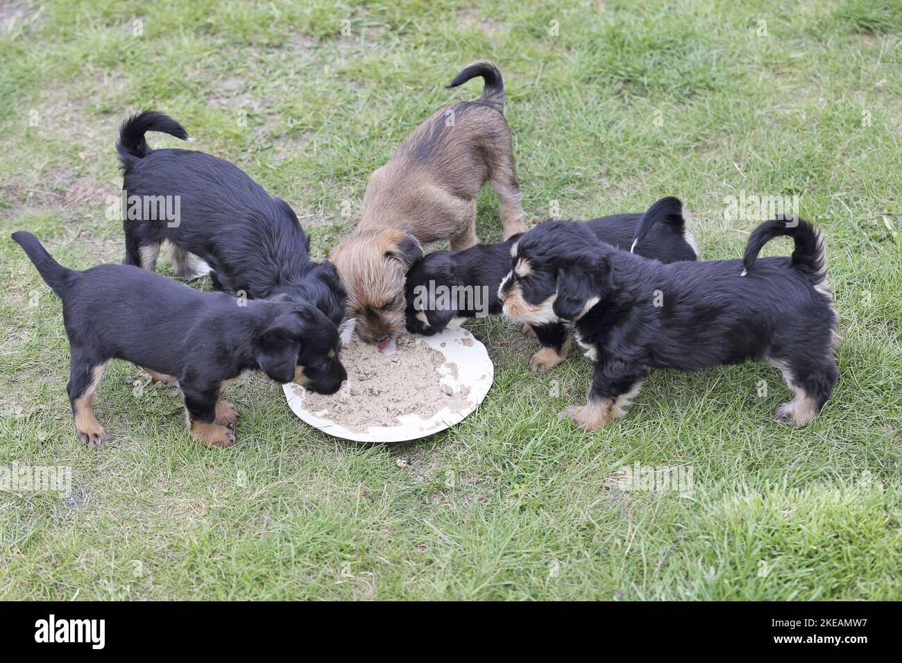 Dachshund-Mongrel Puppies Stock Photo