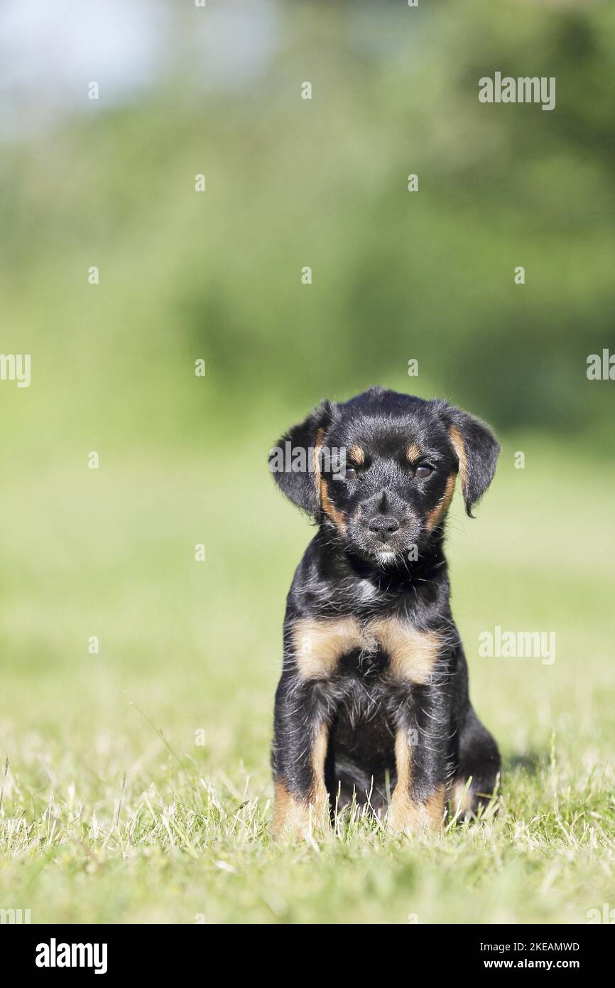 sitting Dachshund-Mongrel Puppy Stock Photo
