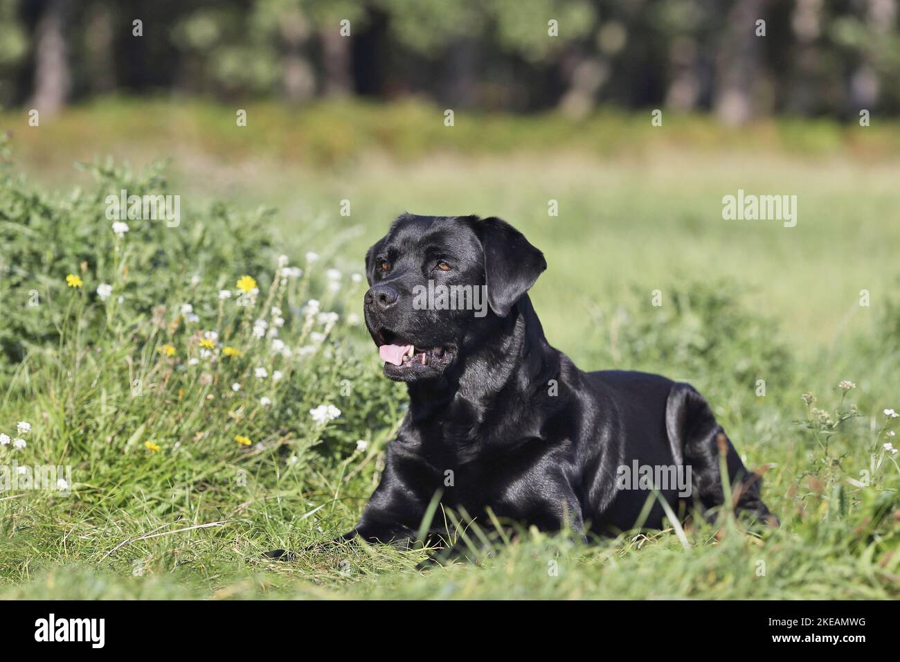Labrador Retriever lies on meadow Stock Photo