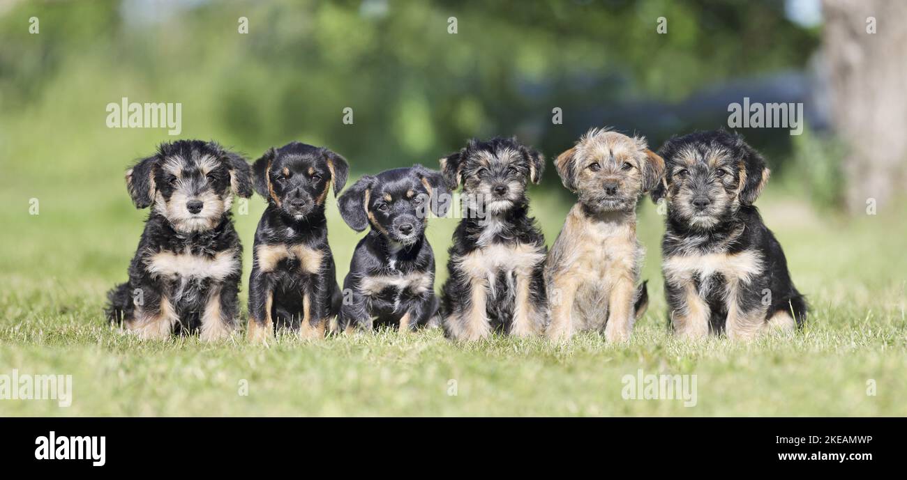 sitting Dachshund-Mongrel Puppies Stock Photo