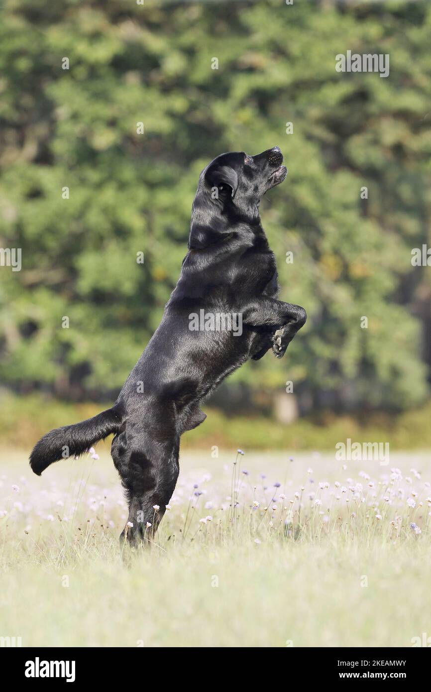 Labrador Retriever on hind legs Stock Photo Alamy