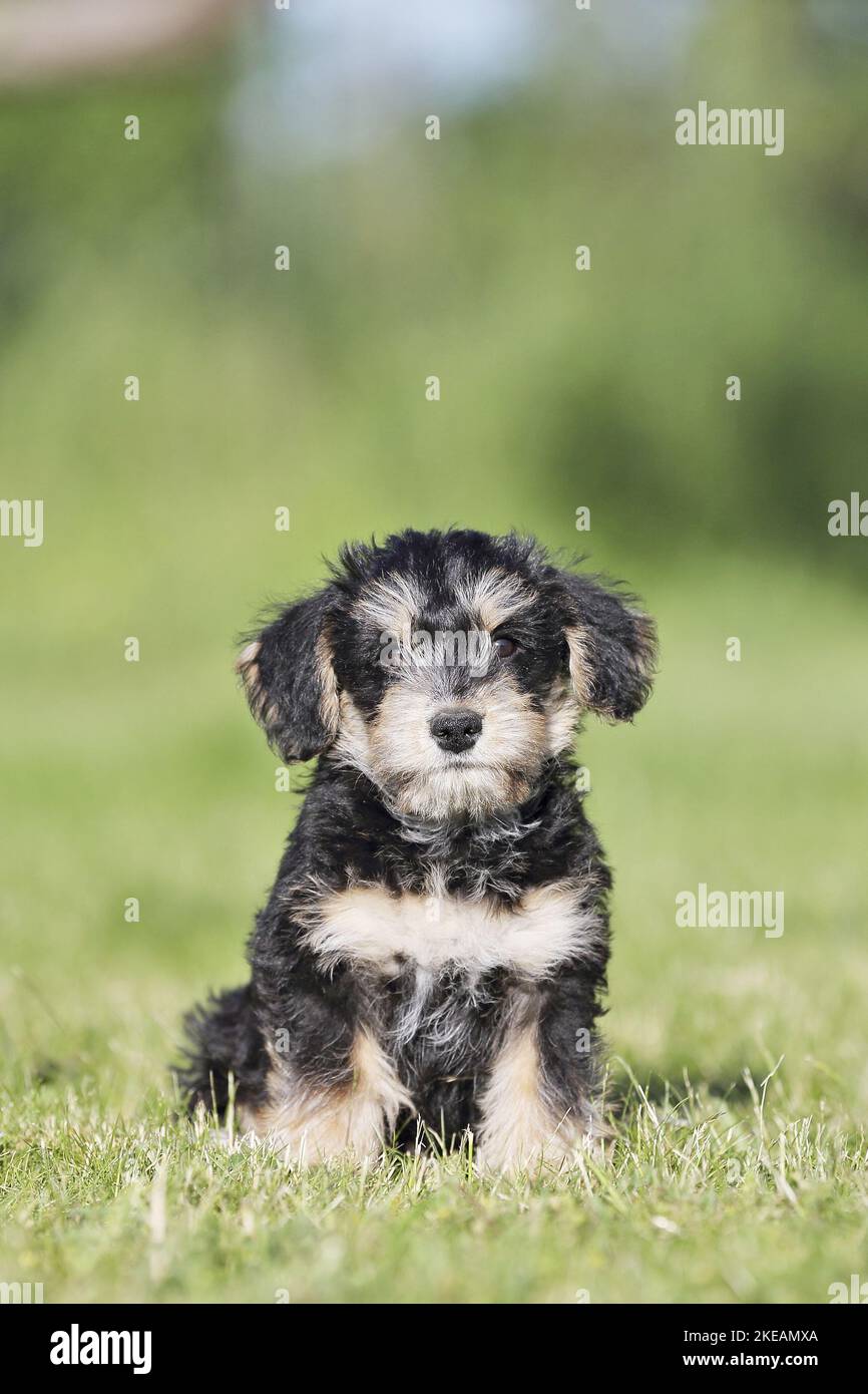 sitting Dachshund-Mongrel Puppy Stock Photo