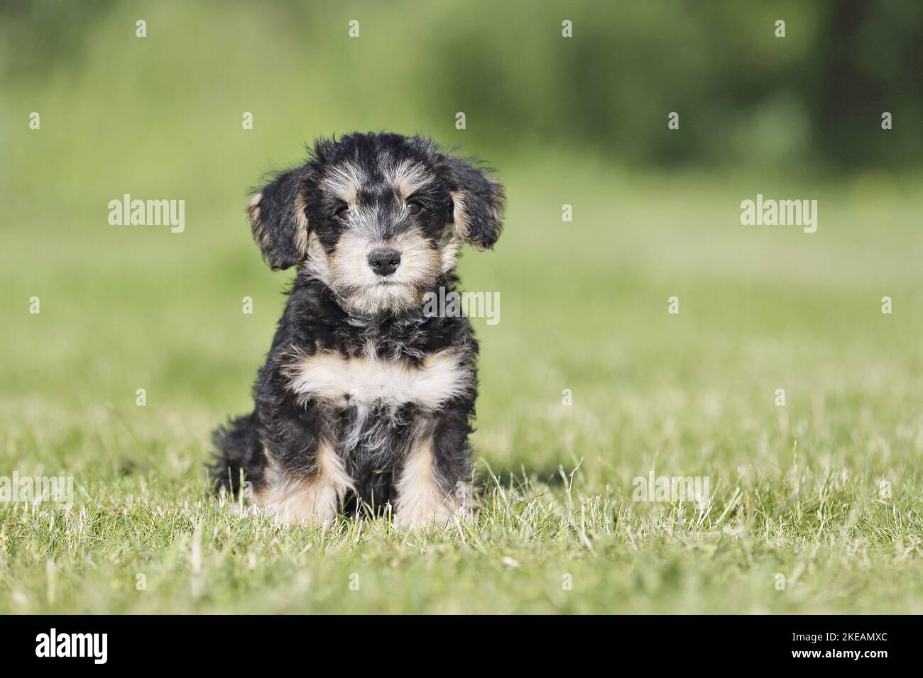 sitting Dachshund-Mongrel Puppy Stock Photo