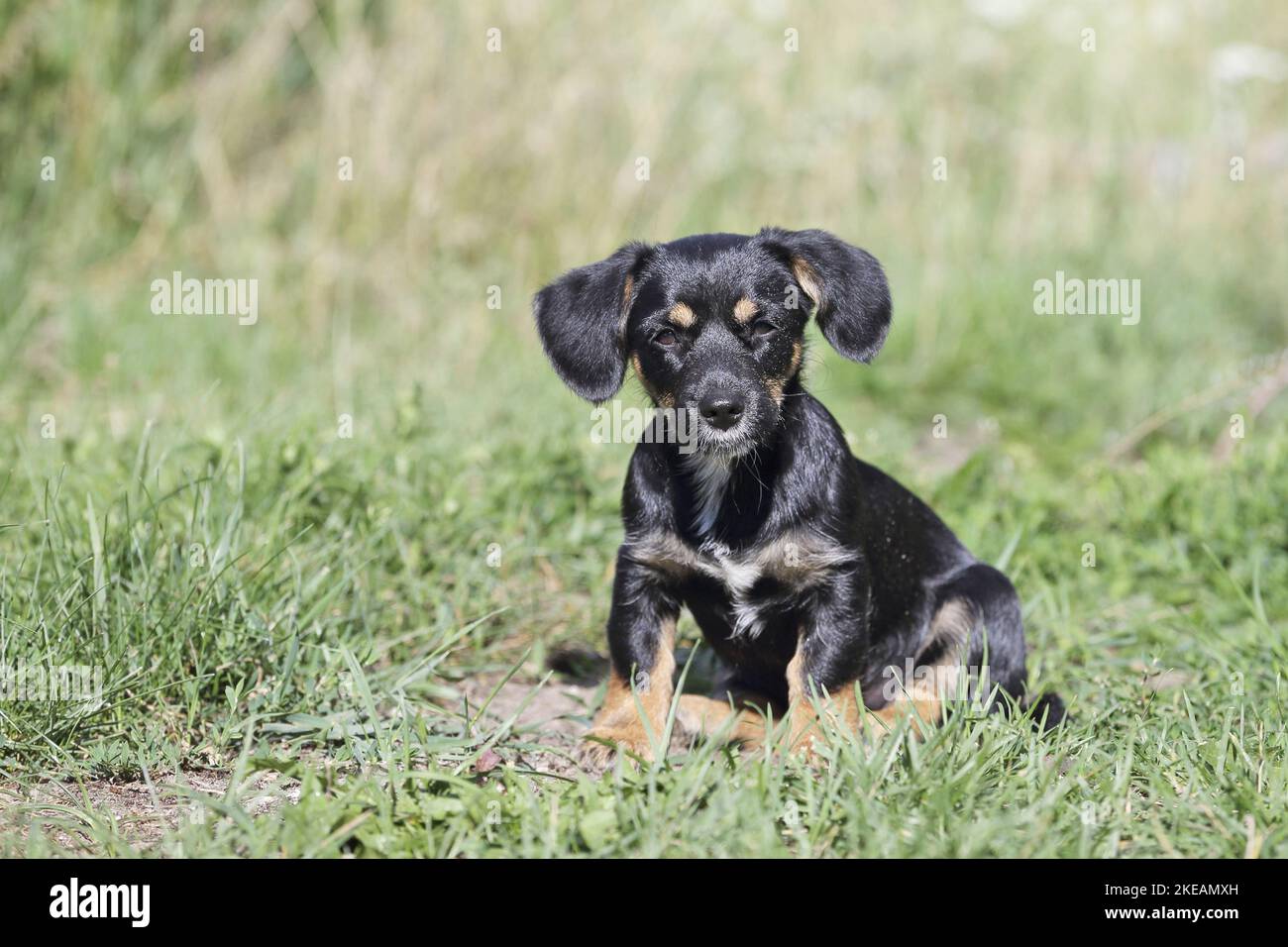 sitting Dachshund-Mongrel Puppy Stock Photo