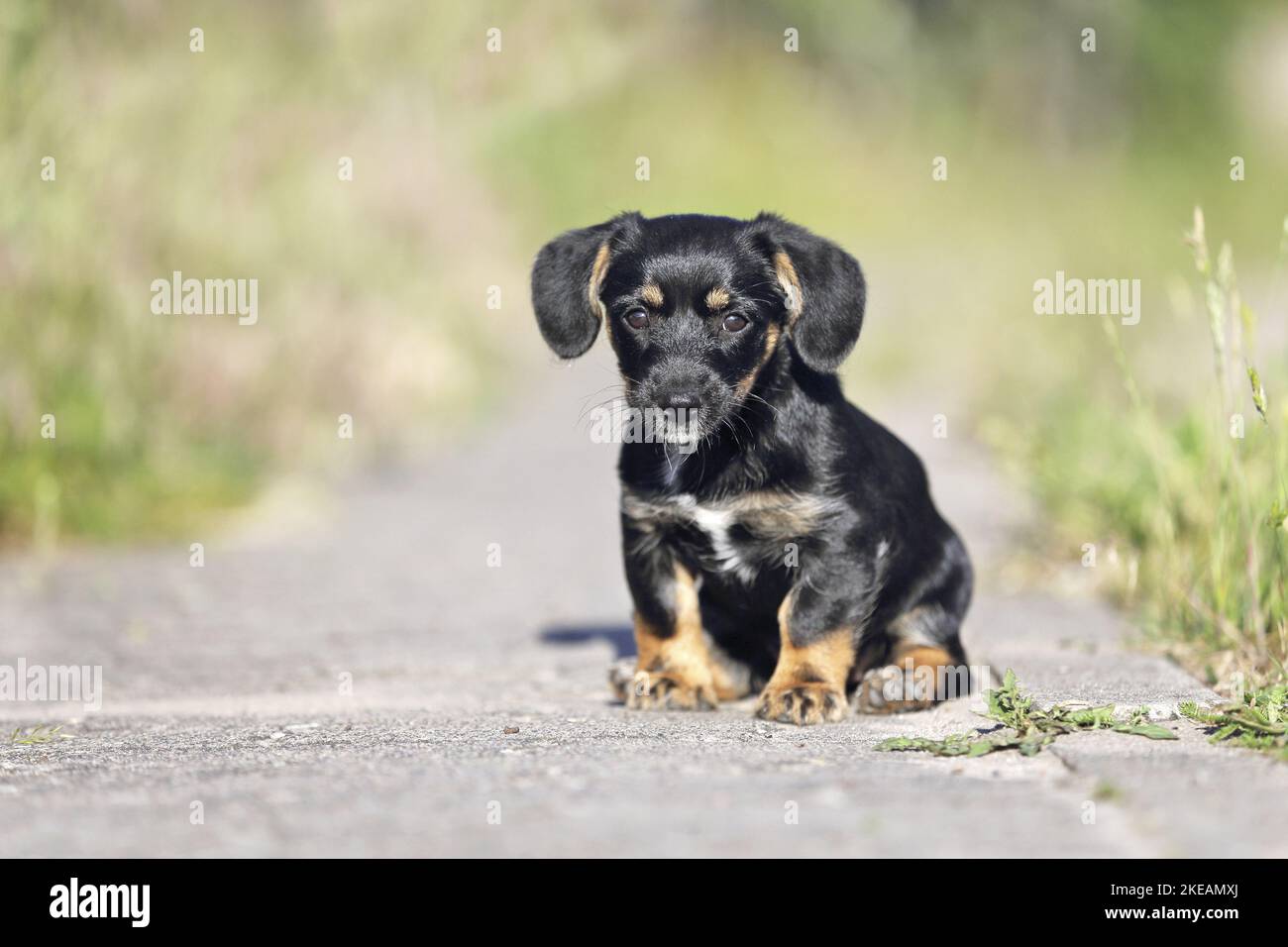 sitting Dachshund-Mongrel Puppy Stock Photo