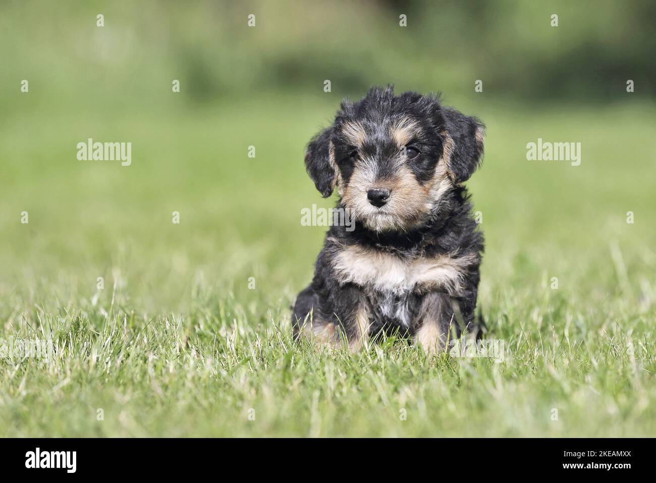 sitting Dachshund-Mongrel Puppy Stock Photo