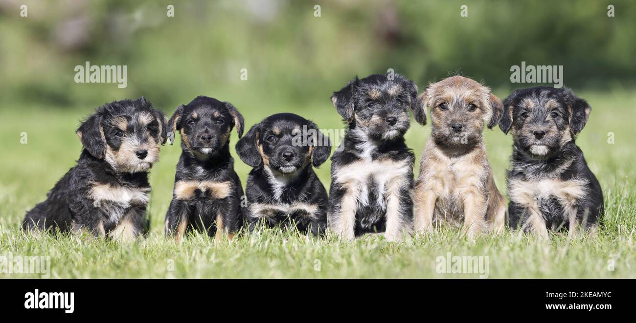 sitting Dachshund-Mongrel Puppies Stock Photo