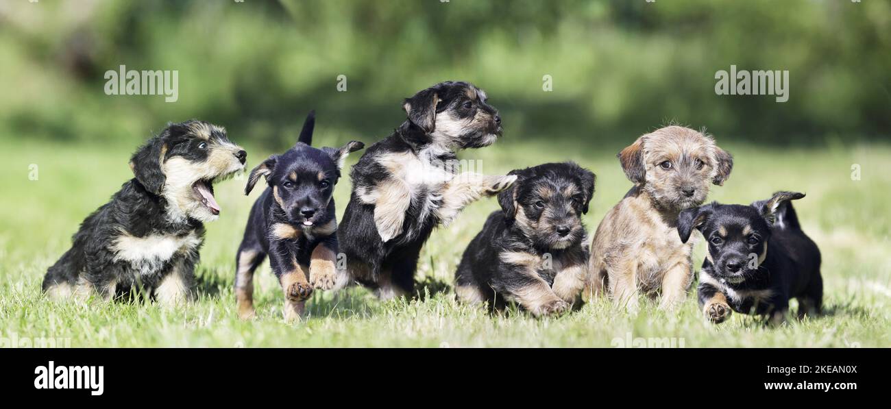 Dachshund-Mongrel Puppies Stock Photo