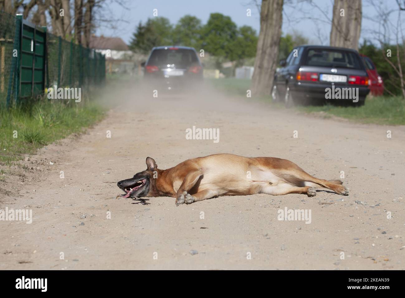 Car crash with dog hi-res stock photography and images - Alamy