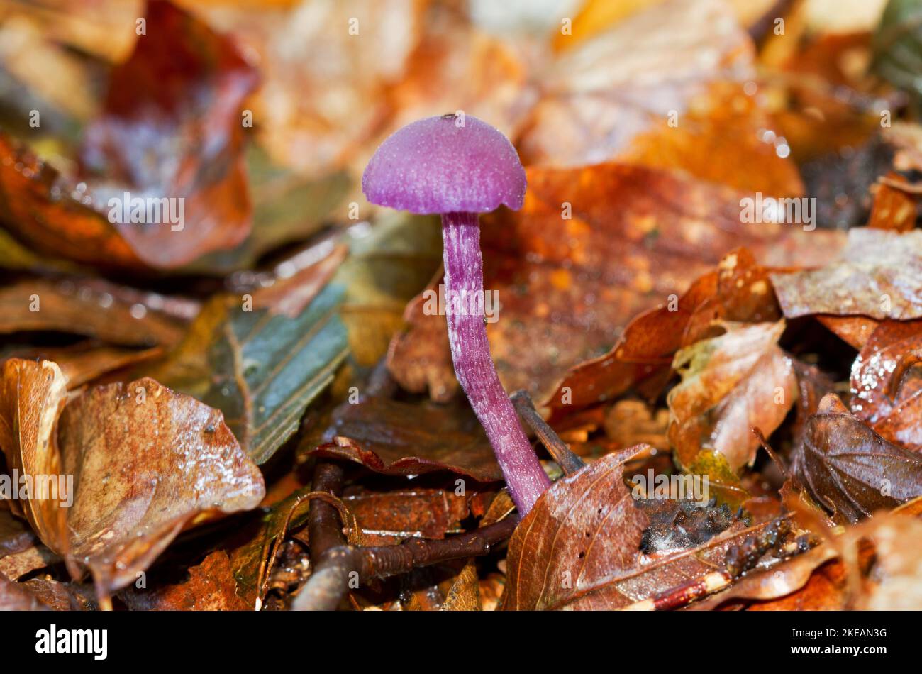 Tiny purple colored mushroom, an Amethyst deceiver, between brown, withered, fallen leaves of Beech Stock Photo