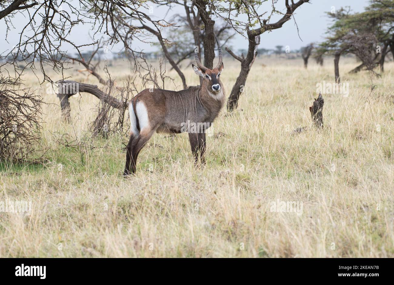 Waterbuck (Kobus ellipsiprymnus), adult male Stock Photo