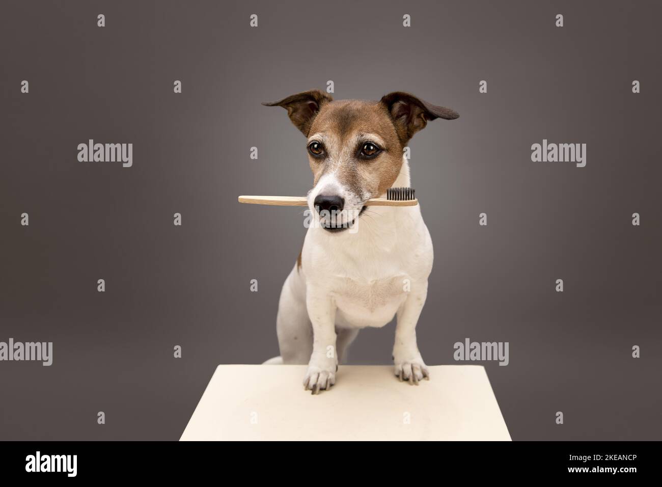 standing Jack Russell Terrier Stock Photo Alamy