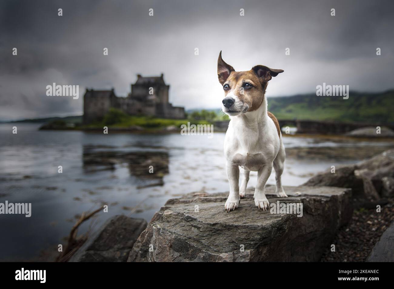 standing Jack Russell Terrier Stock Photo Alamy