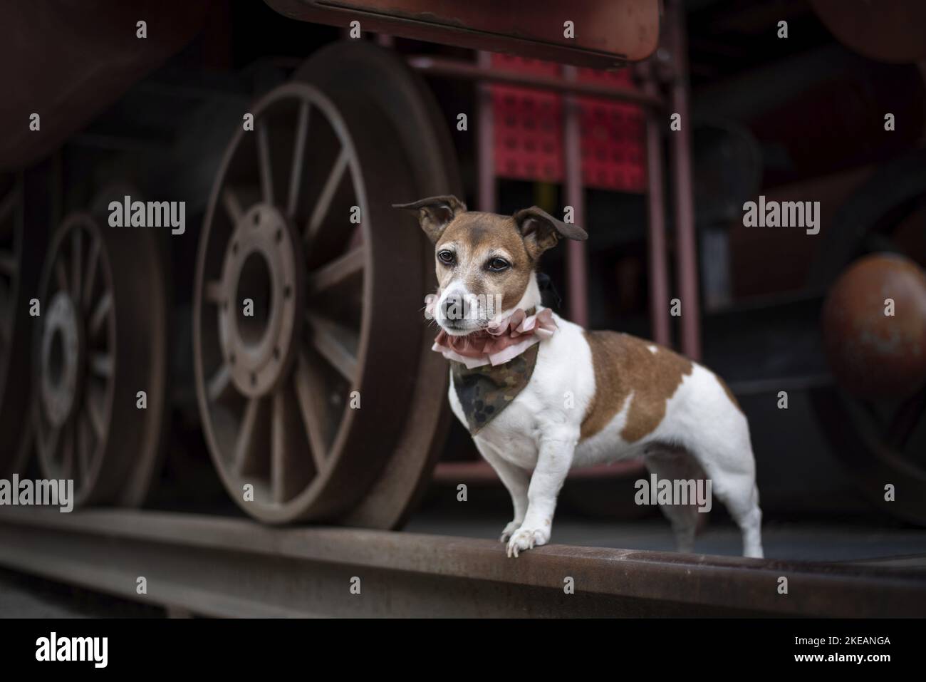 standing Jack Russell Terrier Stock Photo Alamy
