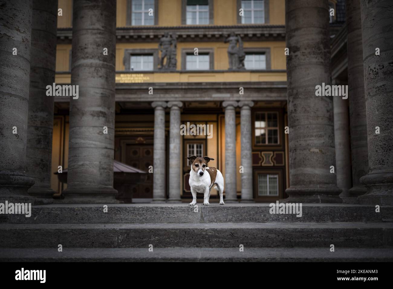 standing Jack Russell Terrier Stock Photo Alamy