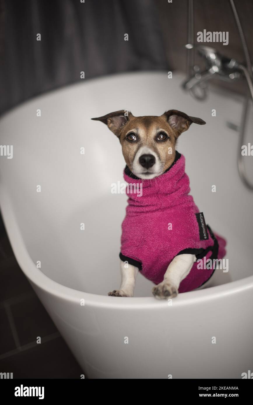 Jack Russell Terrier in the bathtub Stock Photo