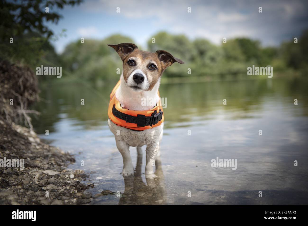standing Jack Russell Terrier Stock Photo Alamy