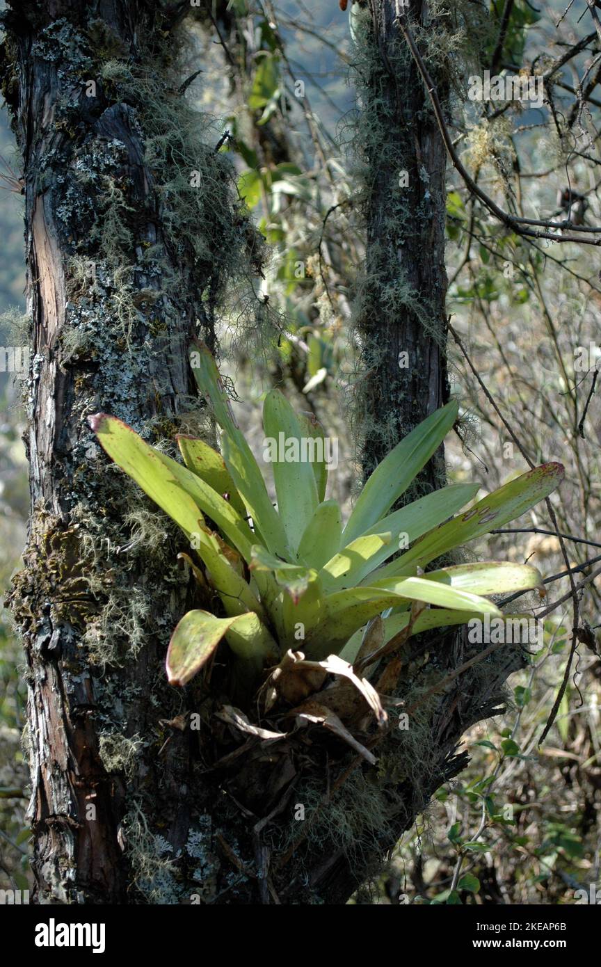 Epiphyten parasite plant Tree Dschungle Sky Bolivia Stock Photo