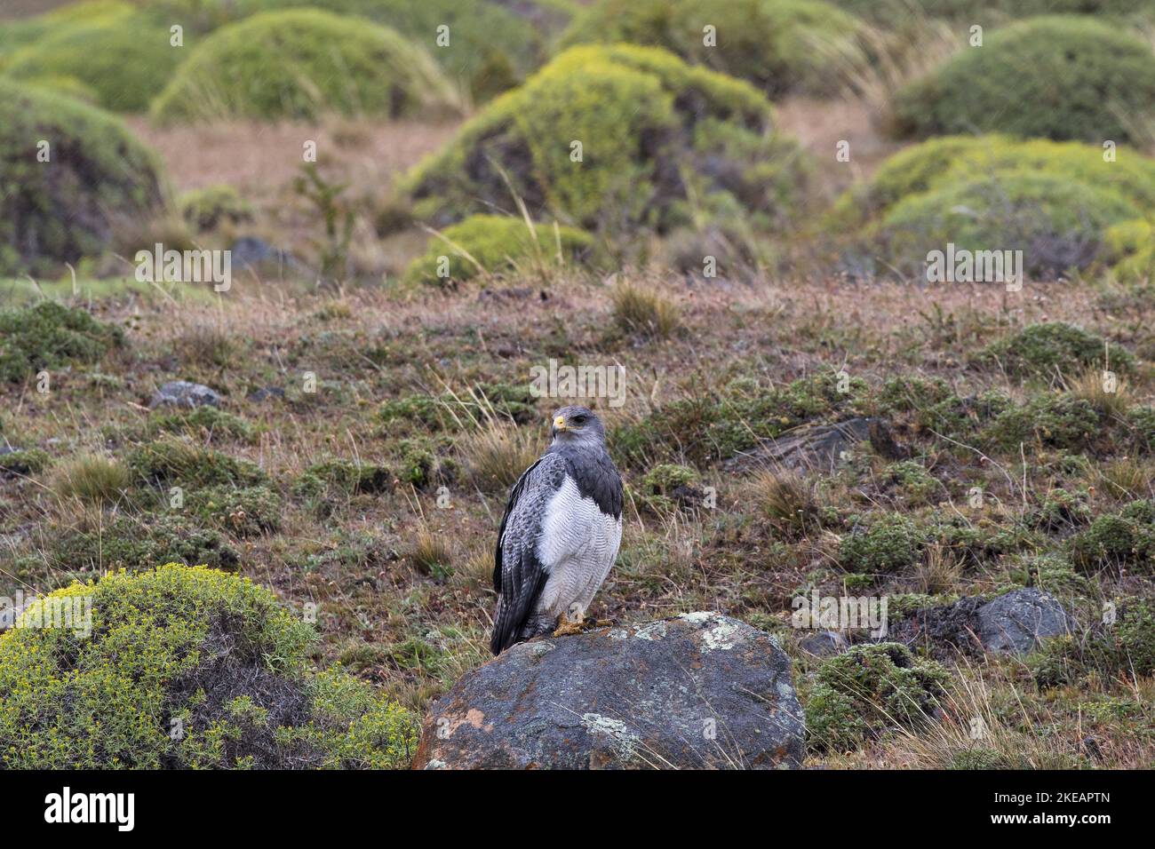 Black-chested buzzard eagle Geranoaetus melanoleucus perched on a rock amongst scrub Torres del Paine National Park Patagonia Chile South America Dece Stock Photo