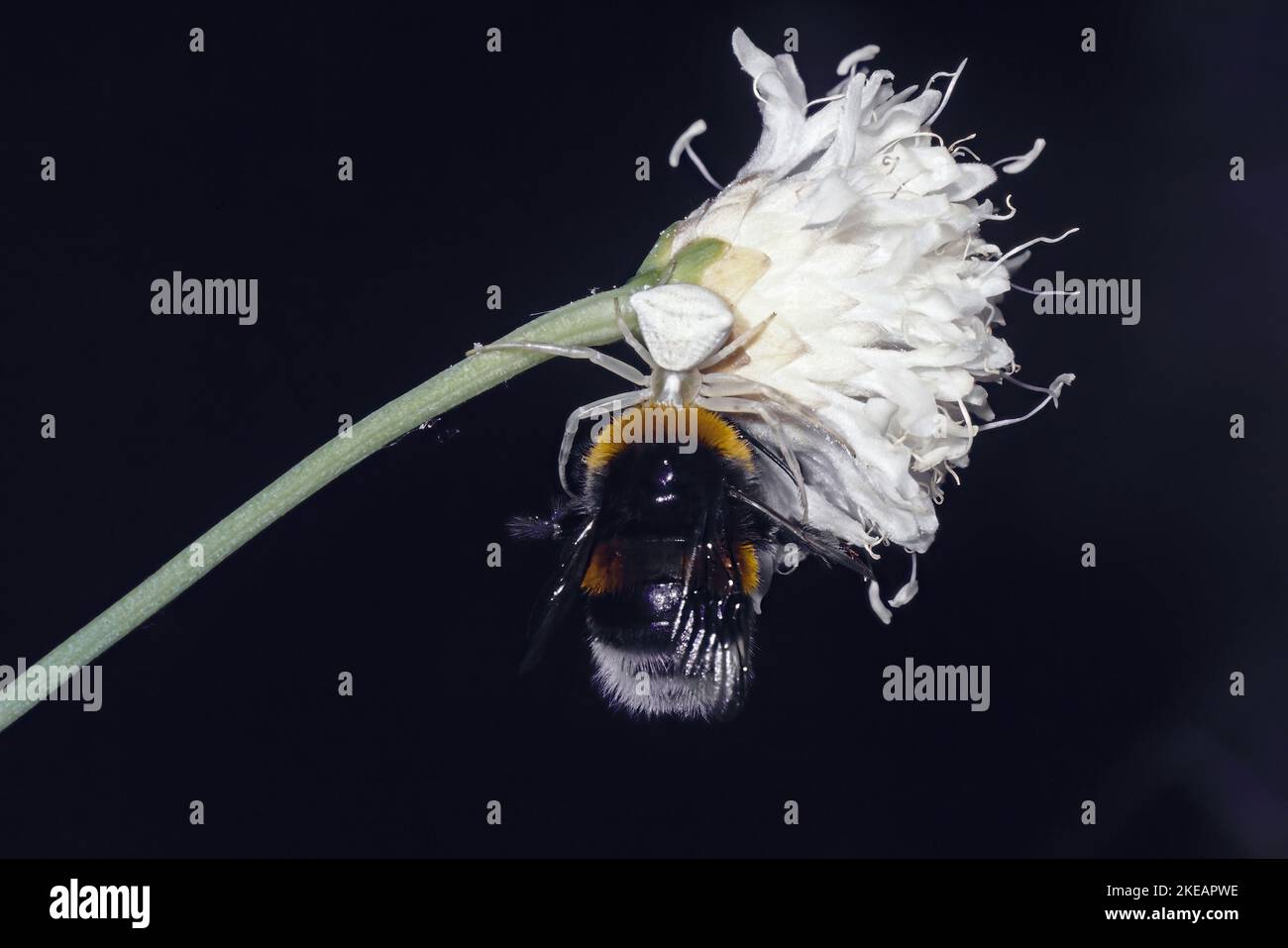 crab spider camouflaged on a white flower while catching a bumblebee Stock Photo