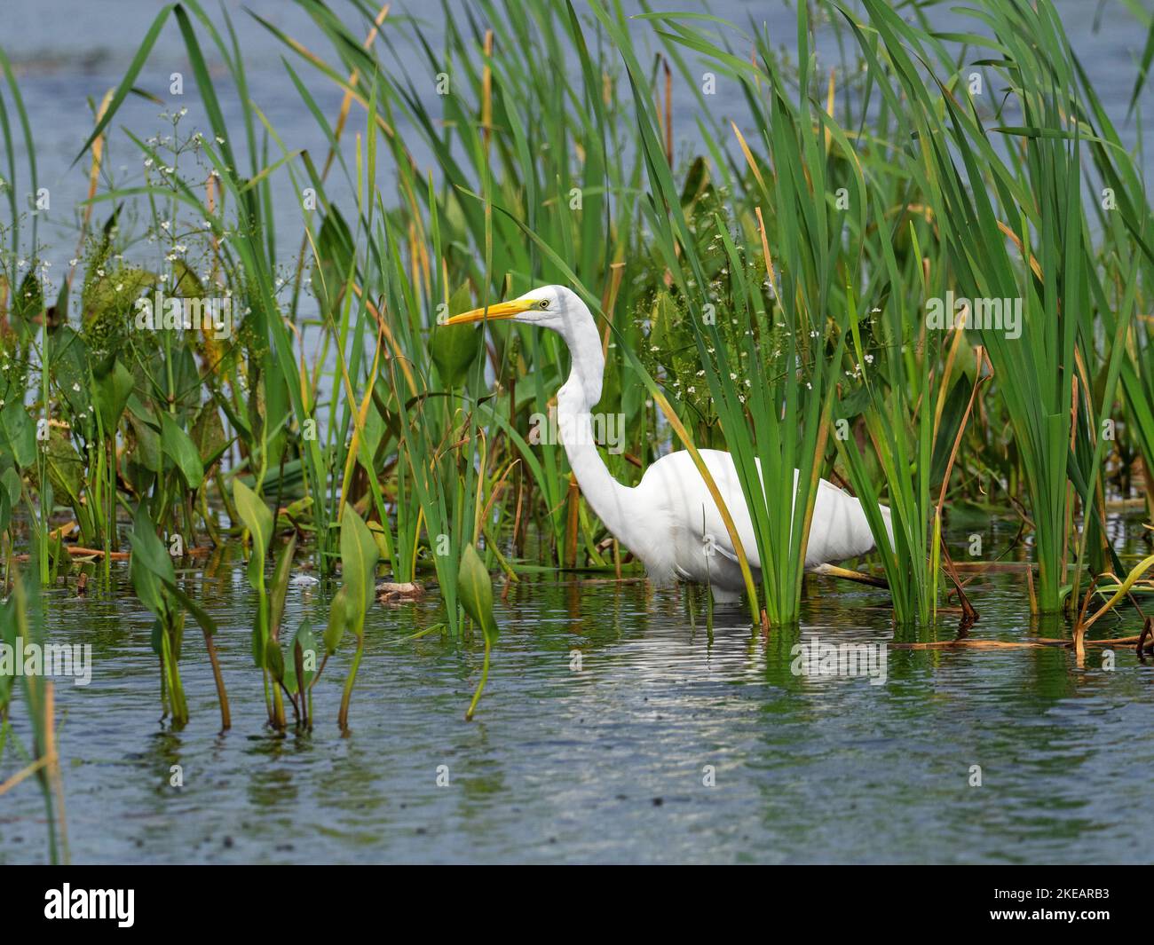 Great egret Egretta alba standing amongst Reedmace Typha latifolia and Common Water-plantain Alisma plantago-aquatica in a pool in front of North Hide Stock Photo