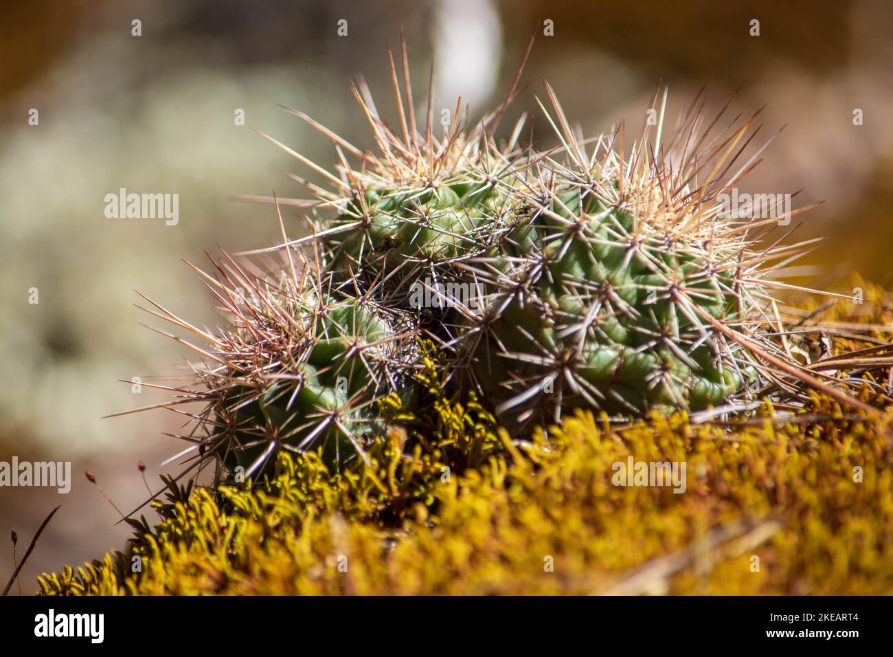 echinocereus canus EC001: Echinocereus coccineus COLD HARDY CACTUS  COLDHARDYCACTUS