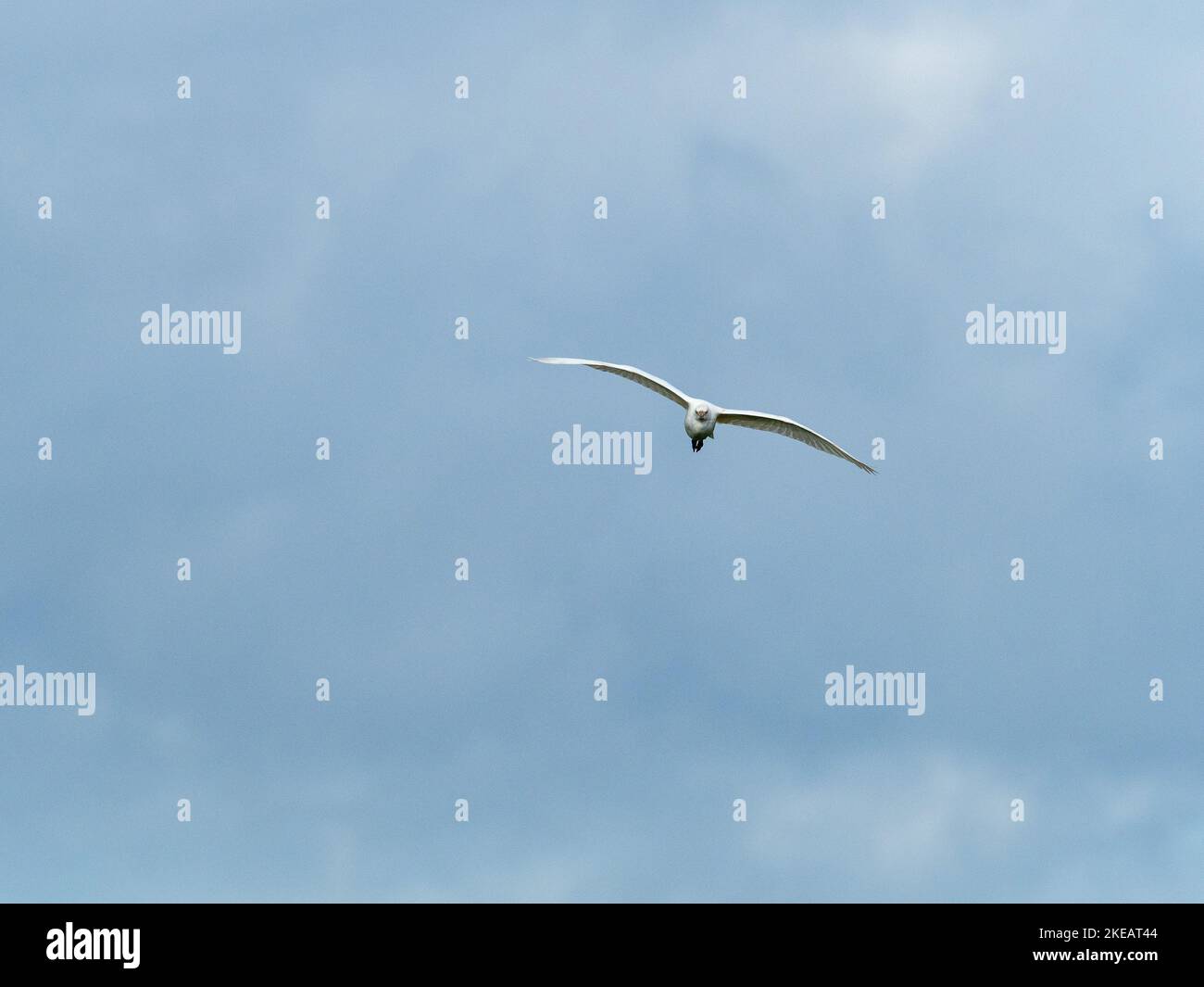Cattle egret Bubulcus ibis in flight, from Lows Hide, Catcott Lows ...