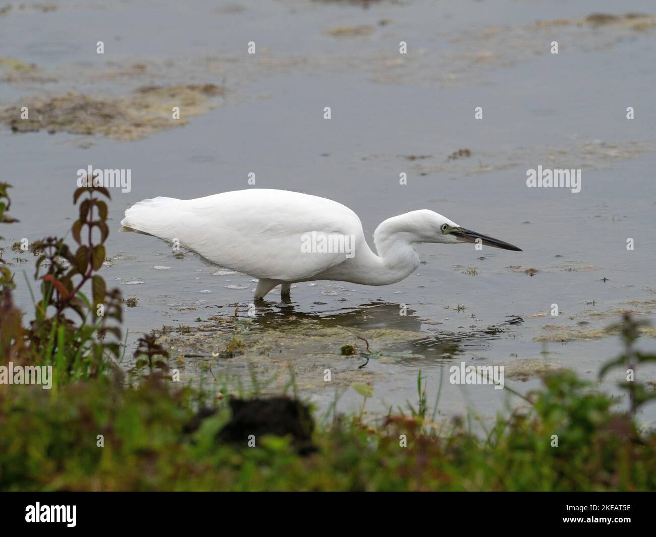 Little egret Egretta garzetta in a small pool, from Lows Hide, Catcott ...