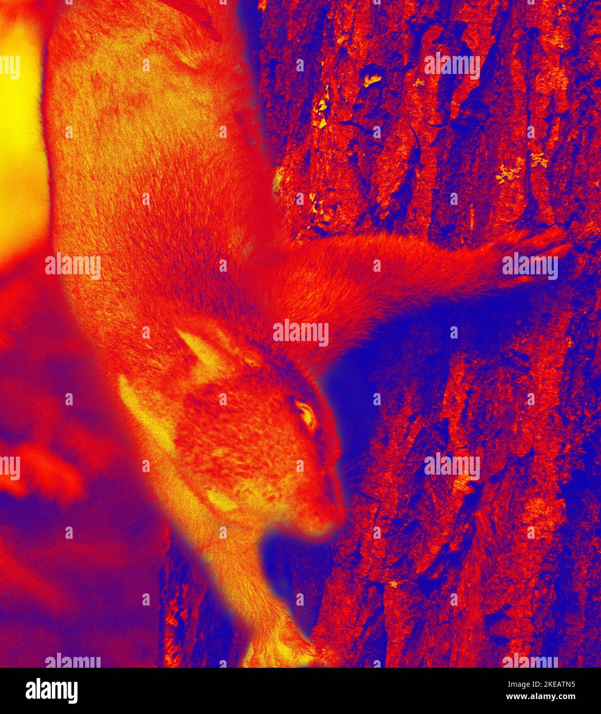 Squirrel on a tree trunk . Illustration of thermal image Stock Photo