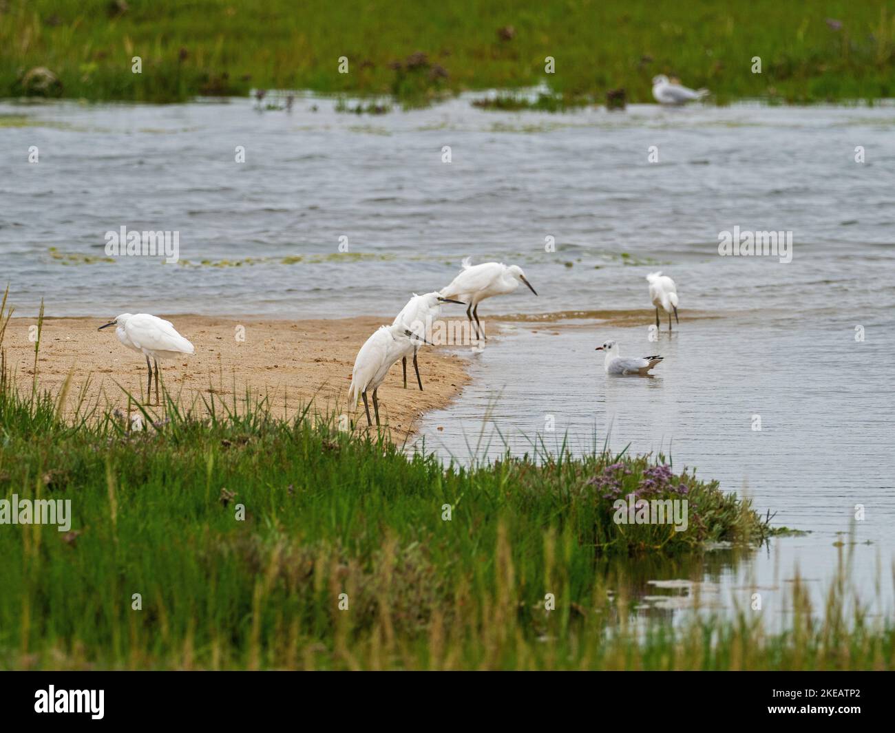 Limonium vulgare shore hi-res stock photography and images - Alamy
