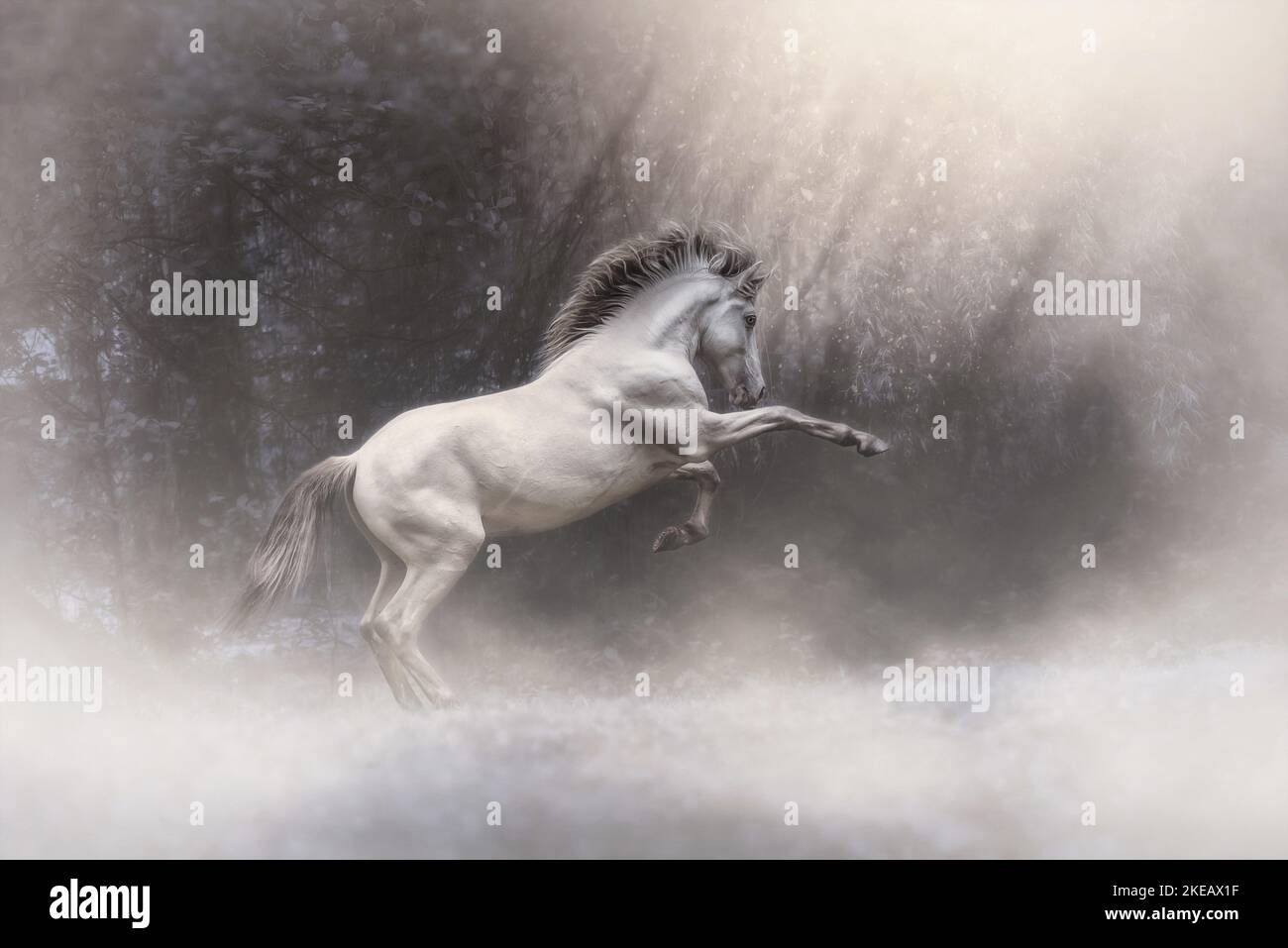 rising American Indian Horse Stock Photo Alamy