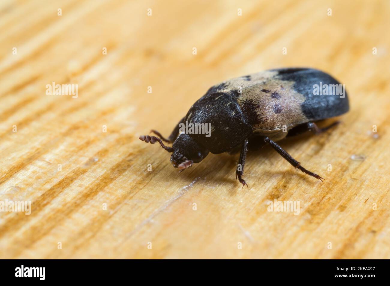 Larder beetle (Dermestes lardarius) Stock Photo