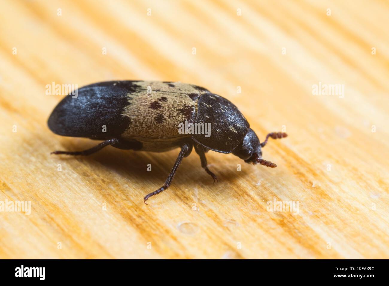 Larder beetle (Dermestes lardarius) Stock Photo