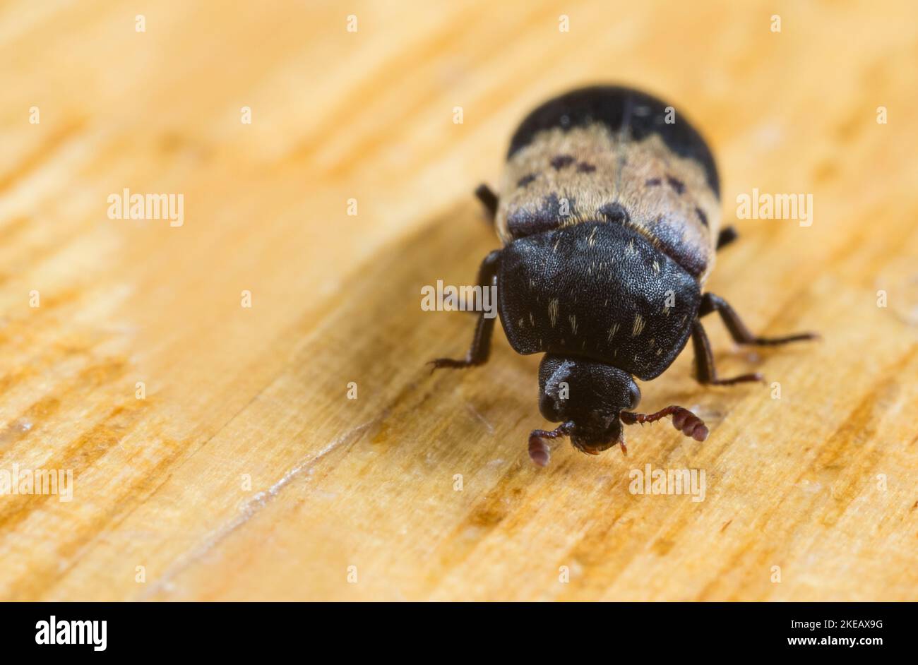 Larder beetle (Dermestes lardarius Stock Photo Alamy