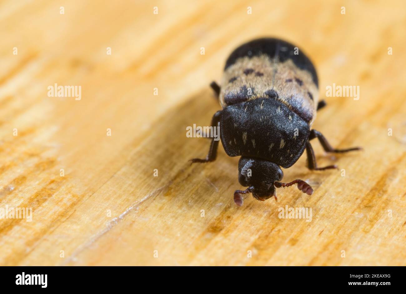 Larder beetle (Dermestes lardarius) Stock Photo