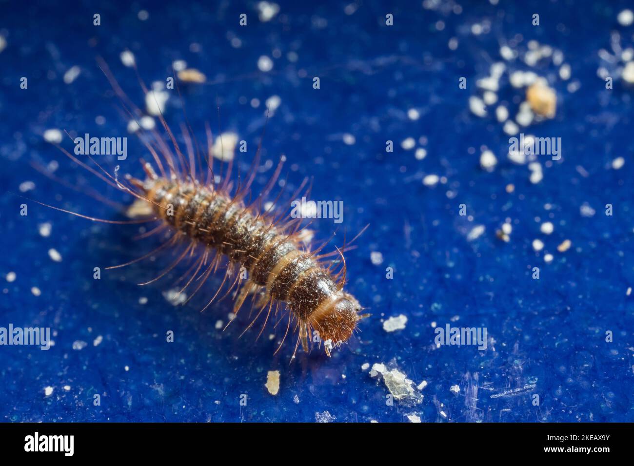 Larder beetle larva (Dermestes lardarius Stock Photo Alamy