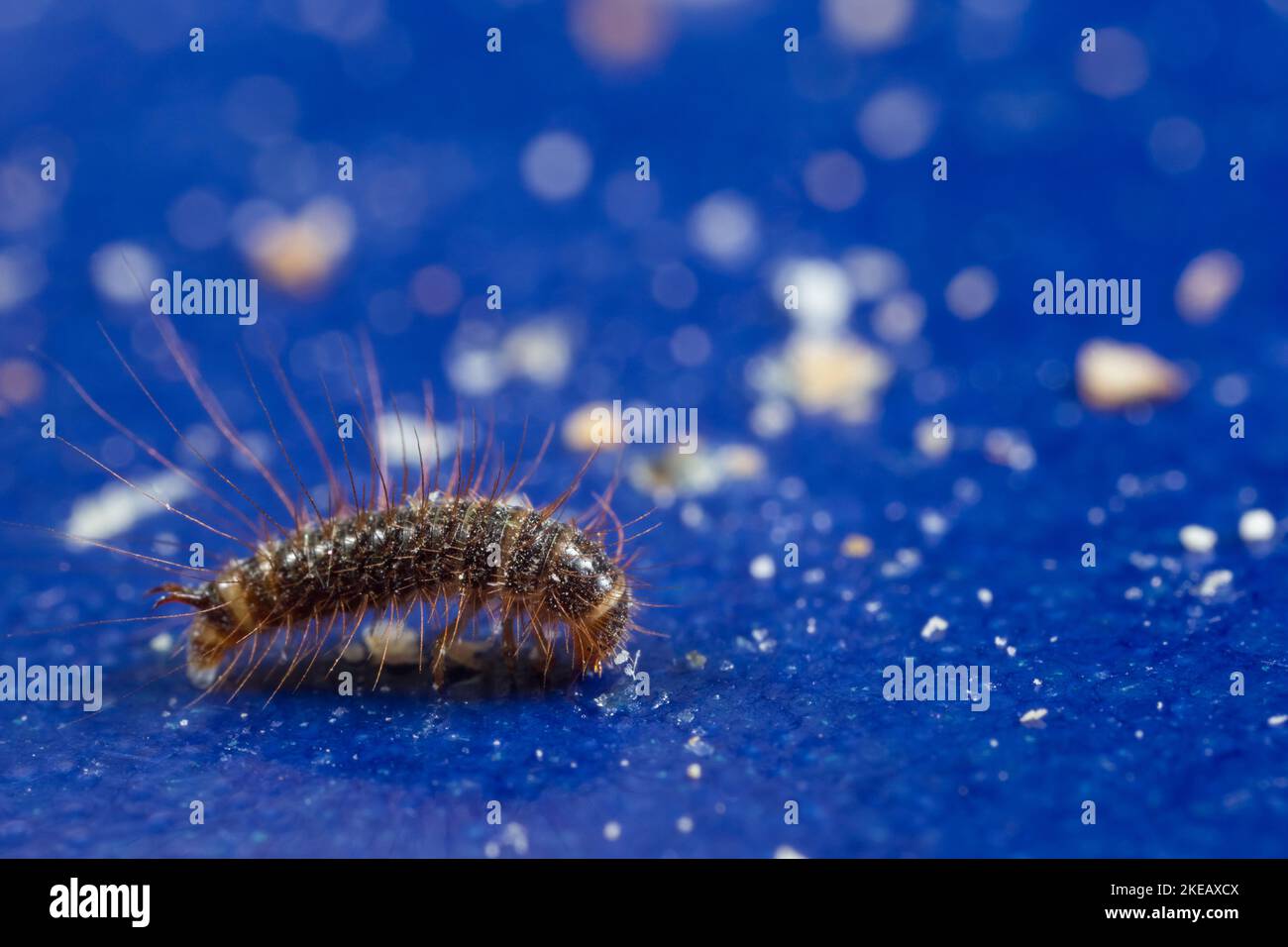 Larder beetle larva (Dermestes lardarius) Stock Photo