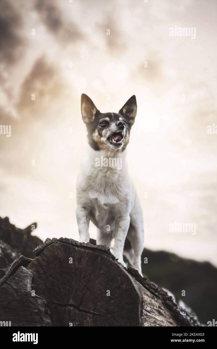 barking mongrel Stock Photo