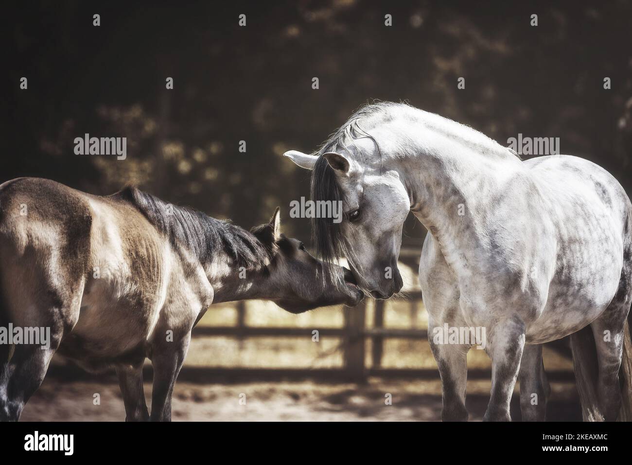 2 Pura Raza Espanola Stock Photo - Alamy