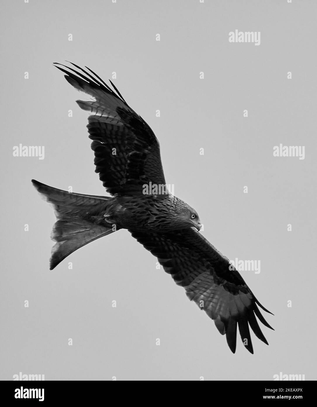 Red kite feather Black and White Stock Photos & Images Alamy