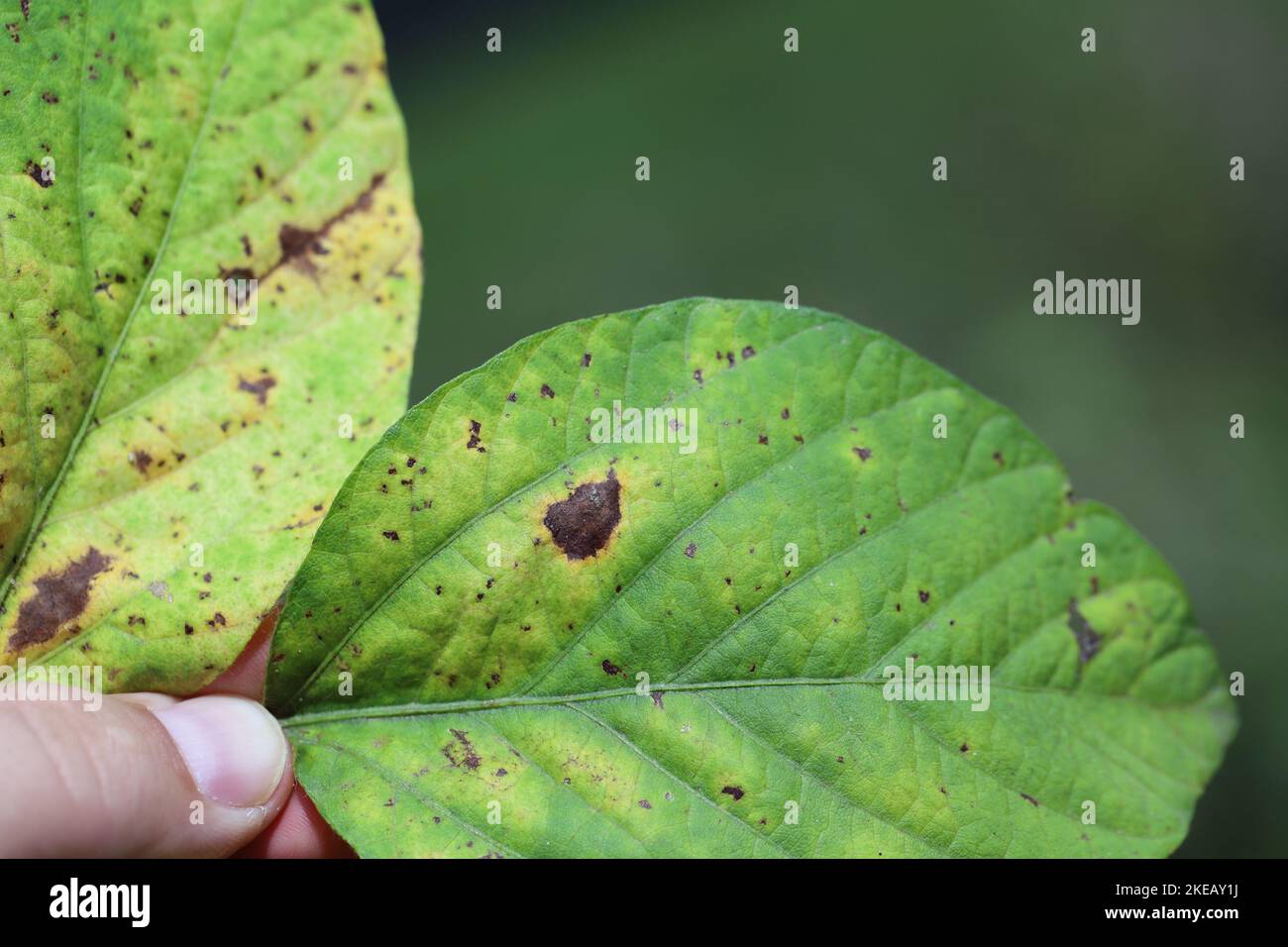 Frogeye leaf spot (Cercospora sojina) discreet circular lesions on soybean leaf. Stock Photo