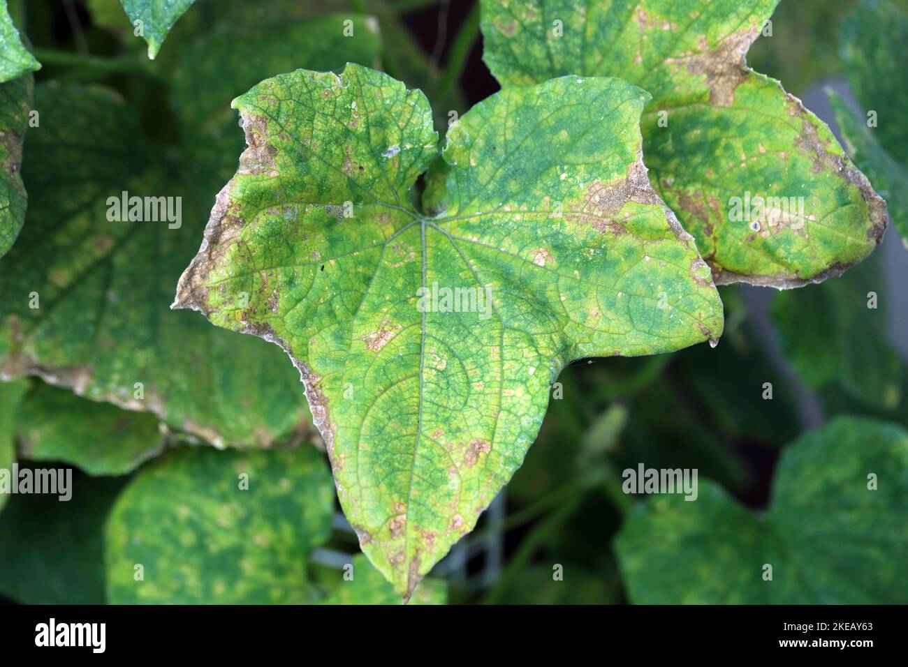 Cucumber leaf damaged by Tetranychus urticae (red spider mite or two-spotted spider mite). Stock Photo