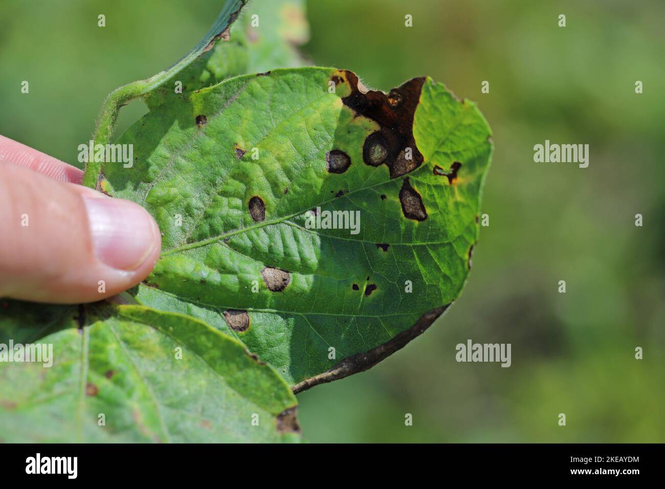Frogeye leaf spot (Cercospora sojina) discreet circular lesions on soybean leaf. Stock Photo