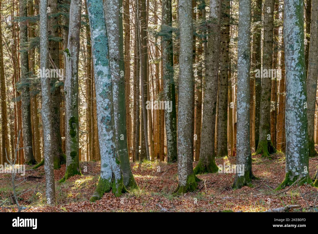 Detail of the Casentino forest near Badia Prataglia, Arezzo, Italy, during the autumn season Stock Photo
