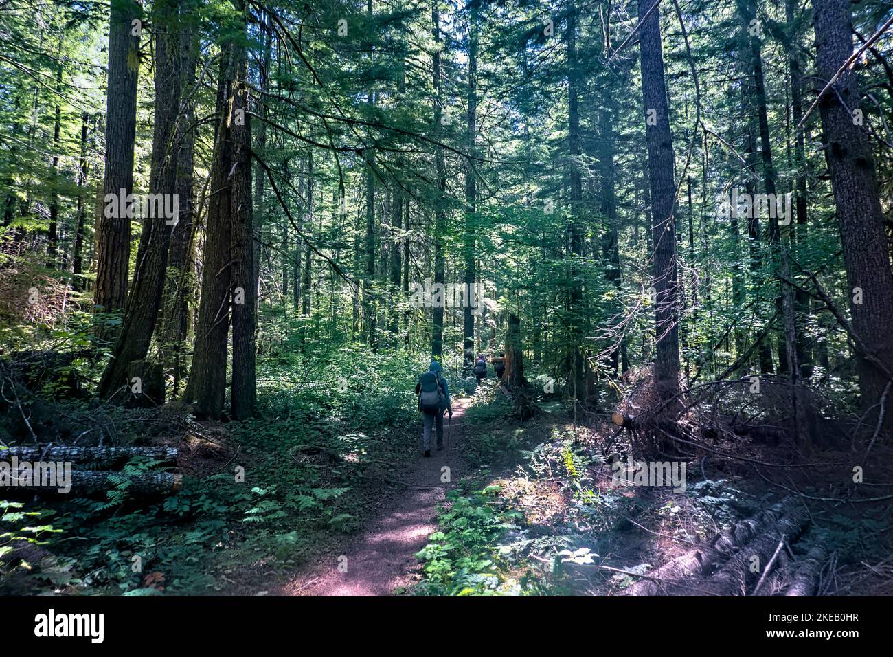 Walking the Pacific Crest Trail through the Gifford Pinchot National