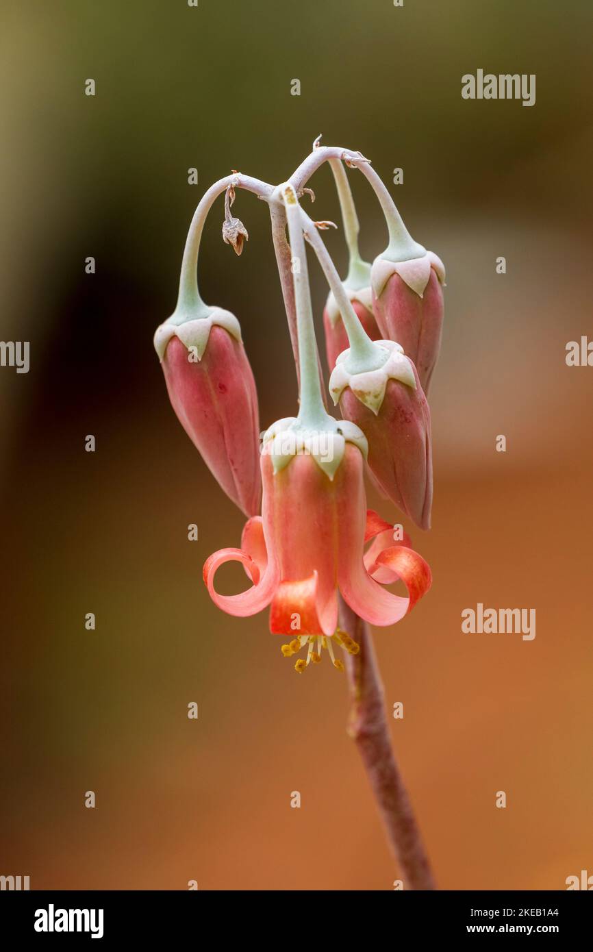 Pig's ears, varkoorblare or varkoor (Cotyledon orbiculata) flowers. Cape Town. Western Cape. South Africa Stock Photo